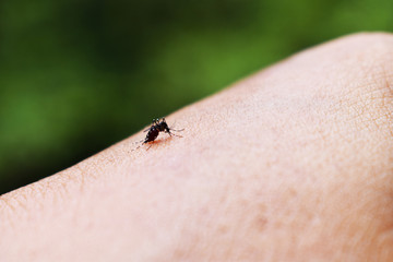 ladybug on a leaf
