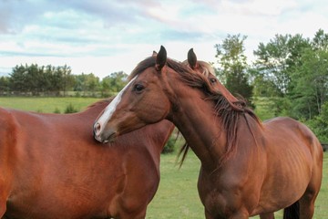Fototapeta premium Two Horses mutual grooming each other