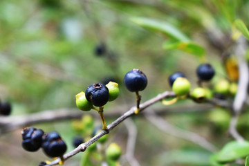 black currant berries on a branch
