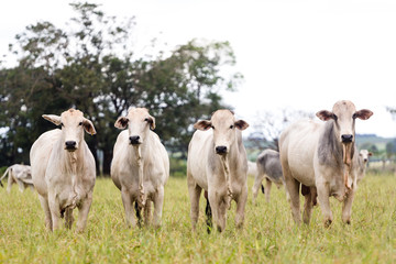 Nelore in the pasture of a farm in Brazil. Livestock concept. Cattle for fattening