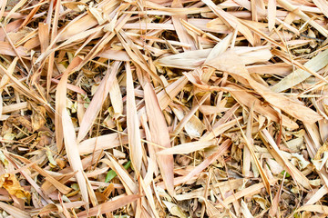 Close up Texture of Yellow dry bamboo leaves and other Dry leaf that fall on the ground.