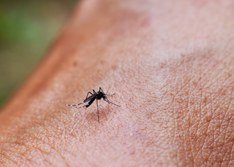 ant on leaf