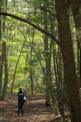Obraz premium 森を歩く