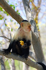 A white-headed capuchin monkey (cebus capucinus) eating a pastry on a tree branch in Peninsula Papagayo, Guanacaste, Costa Rica