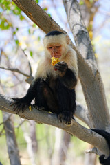 A white-headed capuchin monkey (cebus capucinus) eating a pastry on a tree branch in Peninsula Papagayo, Guanacaste, Costa Rica