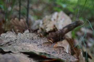 ants on a tree