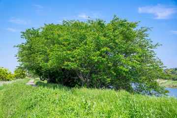 Fototapeta premium 木陰の散歩道