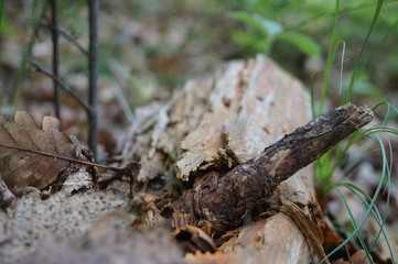 ants on tree