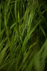 Fototapeta na wymiar Fresh rain drops in close up view on green plants and grass