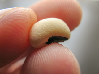 Close up of single black-eyed pea or bean Vigna unguiculata or cowpea on a finger.  Dried  cowpea...