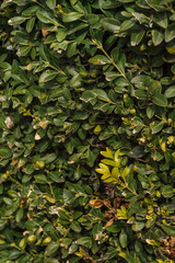 Fototapeta na wymiar Background from green foliage of boxwood Buxus sempervirens. Selective focus