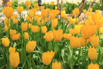gelbe Tulpen