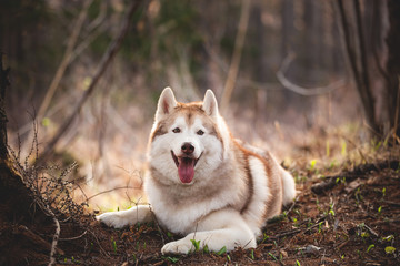 Cute and happy Siberian Husky dog lying in the forest at sunset in spring