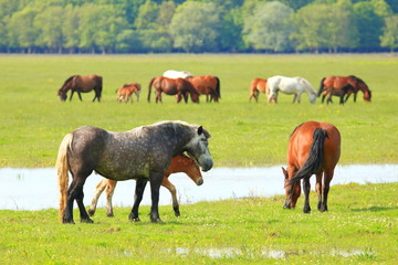 Naklejka na ściany i meble Mare and foal on meadow in pasture