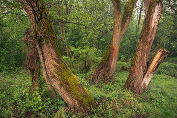 Forest in the valley of the Jeziorka River near Piaseczno, Masovia, Poland