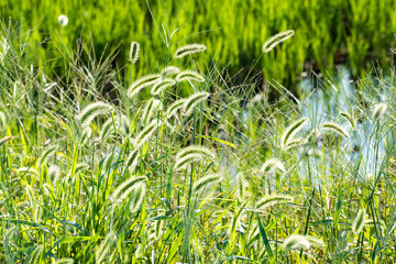 秋の野草　エノコログサ