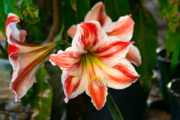 Flowers of Tenerife - Clivia