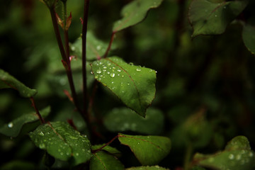 Water drops on the leaves of a rose. Beautiful background for a computer screen saver.