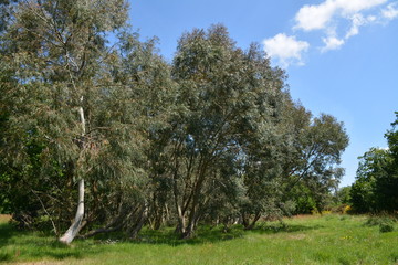 Saint-Herblain - Ville verte