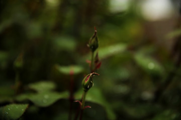 Water drops on the leaves of a rose. Beautiful background for a computer screen saver.