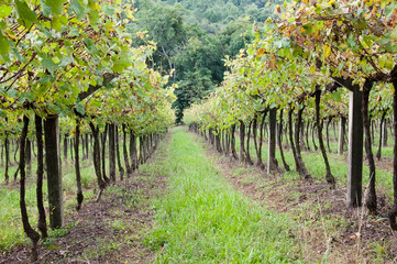 Fototapeta na wymiar vineyard in the serra gaúcha 
