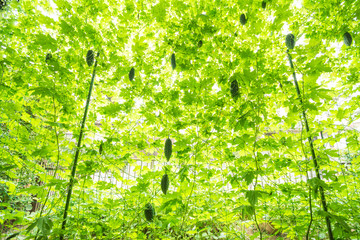 ゴーヤーによる緑のカーテンを透かして通る陽射し