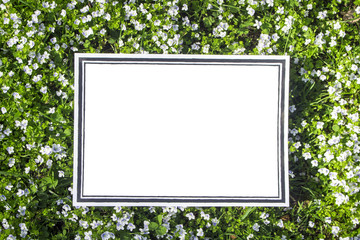 An empty plate with a frame of black lines against the background of herbs and flowers of violets