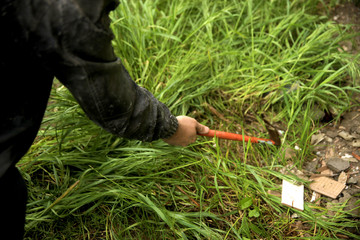 Man  cutting weeds oat grass with sickle in garden