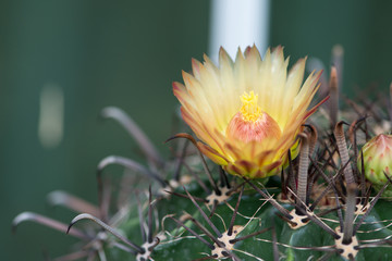 Yellower Flower of Ferocactus