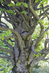 An artificially formed tree with a curved trunk and branches with moss on the surface of the crust