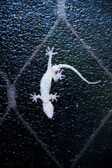 窓ガラスの外でヤモリが獲物を待つ