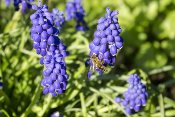The bee pollinates the purple flowers of the muscari plant