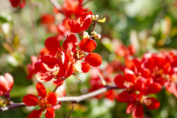 Obraz premium Red flowers of a bush of chaenomeles