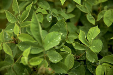 Rose Leaves with Rain Drops