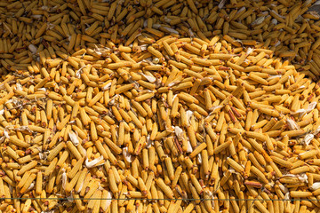 Corn harvested in autumn