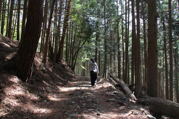 木立ちの中を歩く女性の後ろ姿