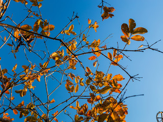 Leaves are falling all around