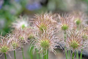 fruits de l'Anémone pulsatille (Anemone pulsatilla) ou coquerelle