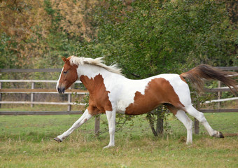 Obraz premium The beautiful skewbald mare vigorously gallops on a autumn meadow