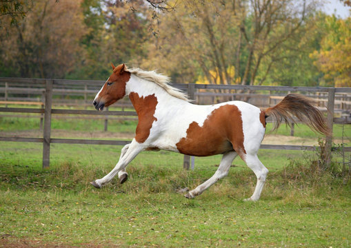 The beautiful skewbald mare vigorously gallops  on a autumn meadow