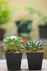 Ariocarpus cactus on wood table floor