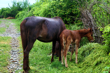 Beautiful horse eating grass at sunset in summer