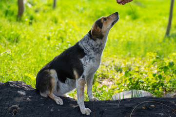 Mixed-breed female dog waiting for food from master while sitting on a burnt log