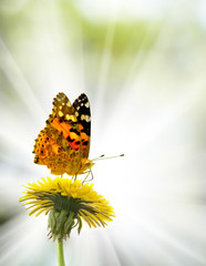 image of a flower and a butterfly in the summer garden