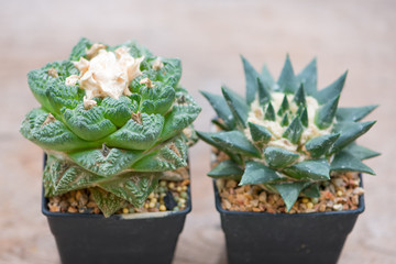 Ariocarpus cactus in flower pot