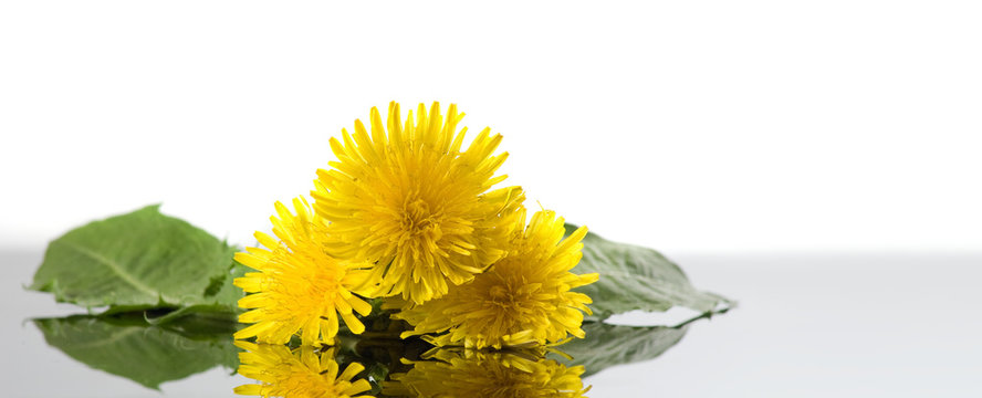 image of a beautiful dandelion on the table