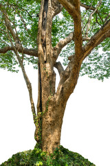 The green sacred tree is completely separated from the white background. Scientific name Tamarindus indica L.