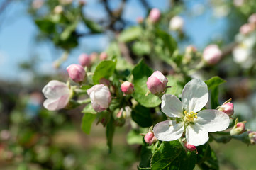 Blossom to apple trees in garden by springtime