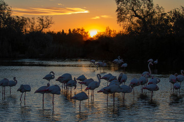 Tramonto in Camargue con fenicotteri