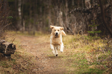 Crazy, cute and happy dog breed golden retriever running in the forest and has fun at sunset